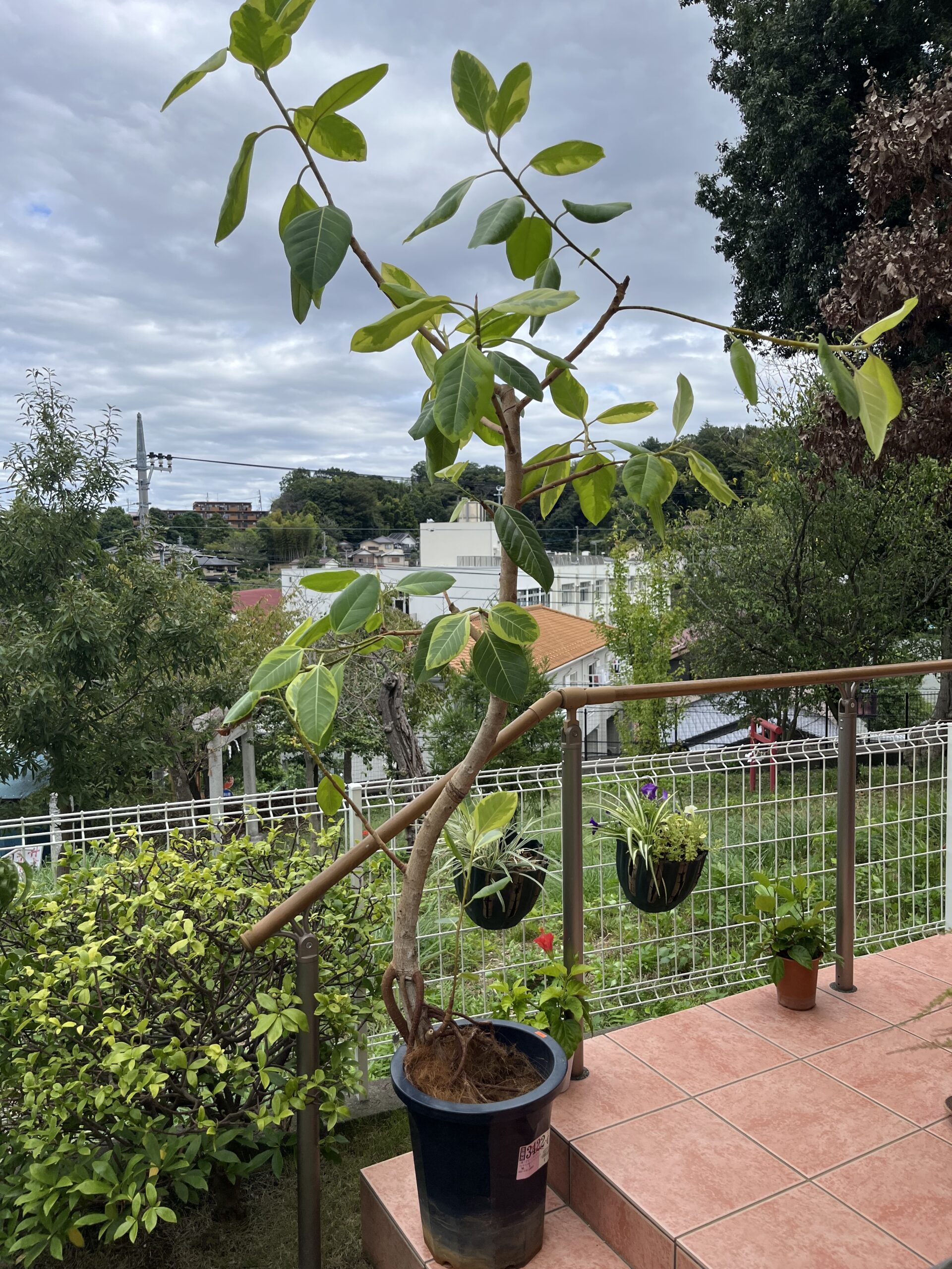 大鉢の植え替えをしました