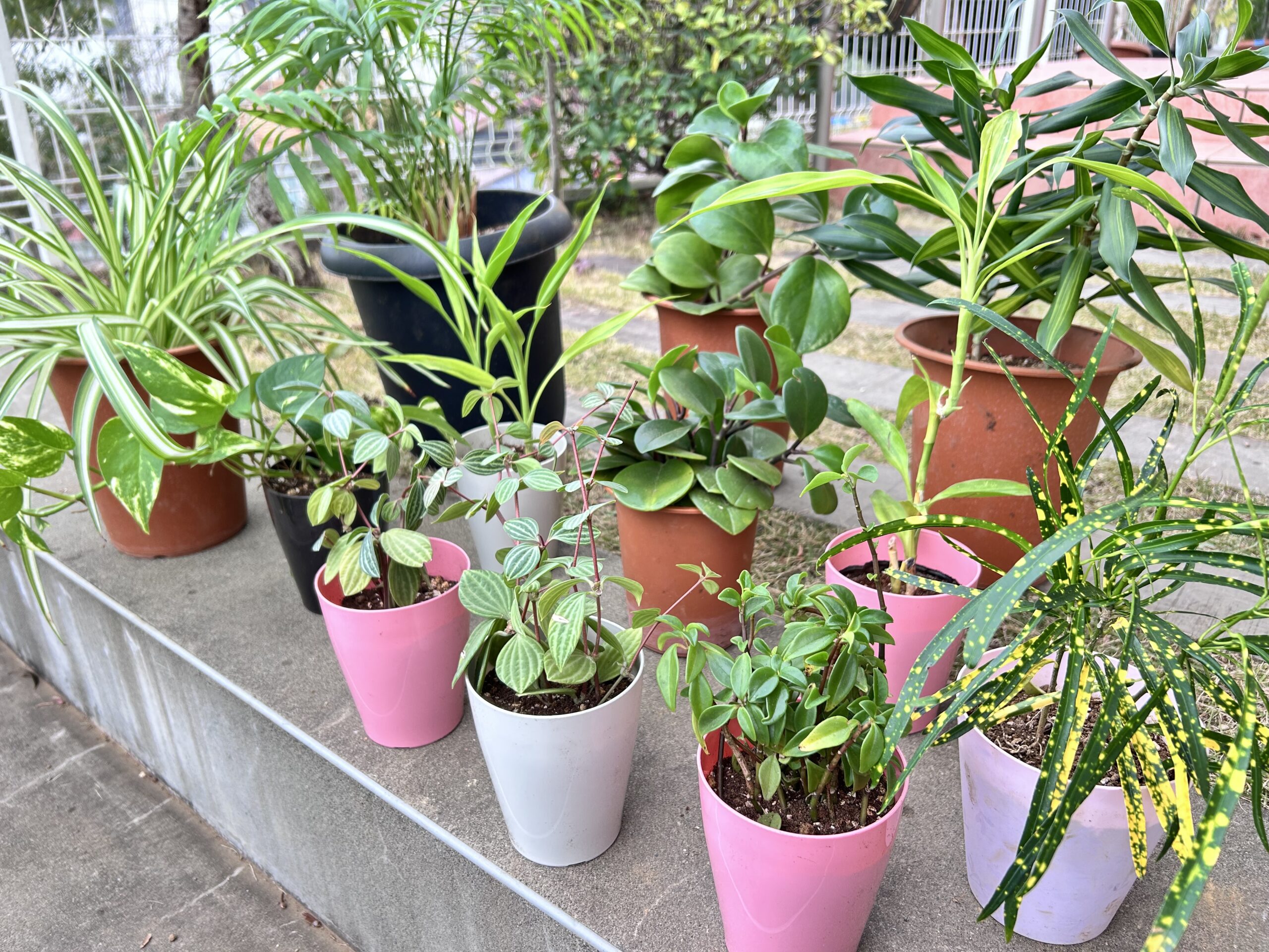 観葉植物ガレージセールのお知らせ