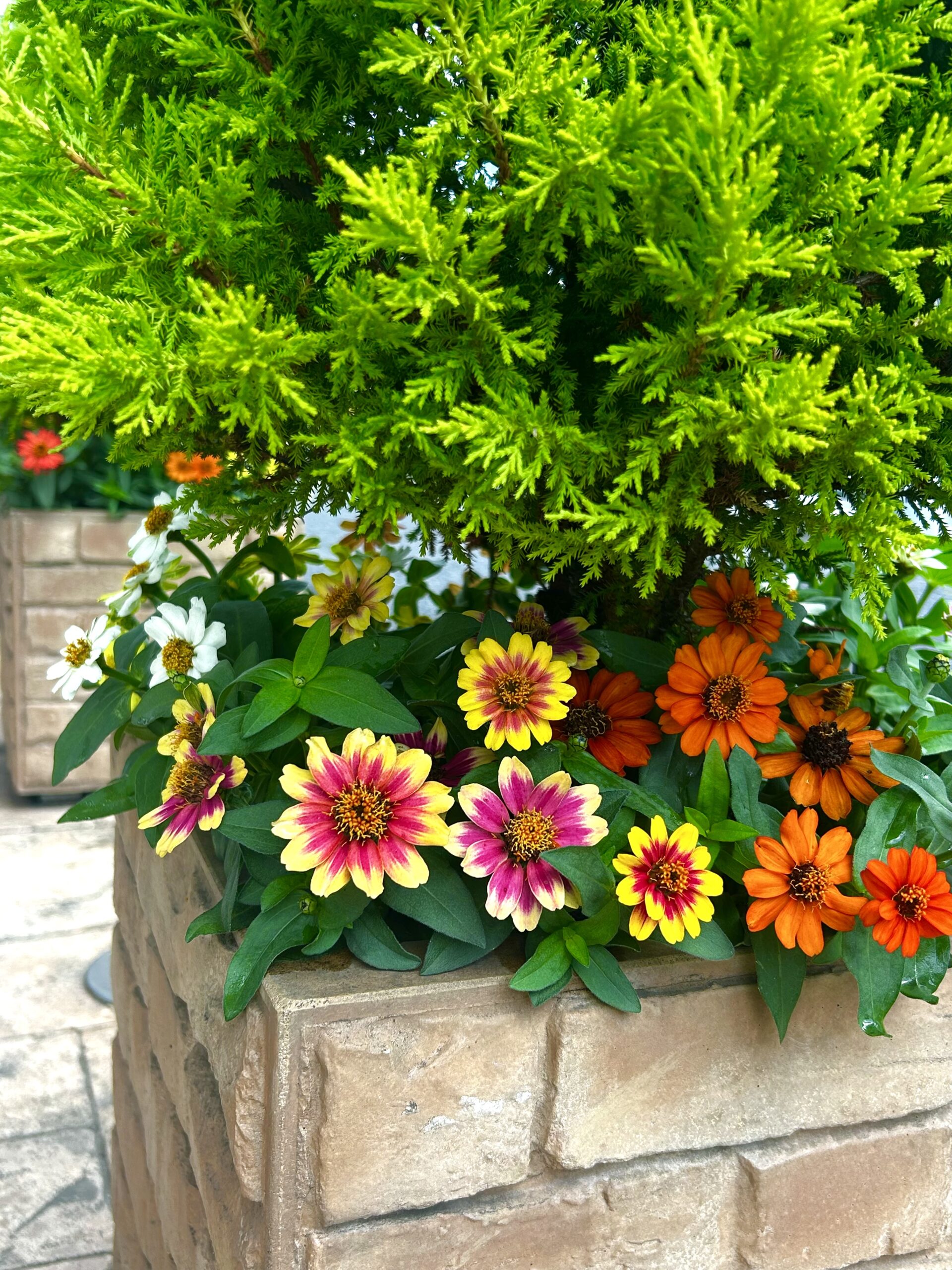 ６月のお花交換