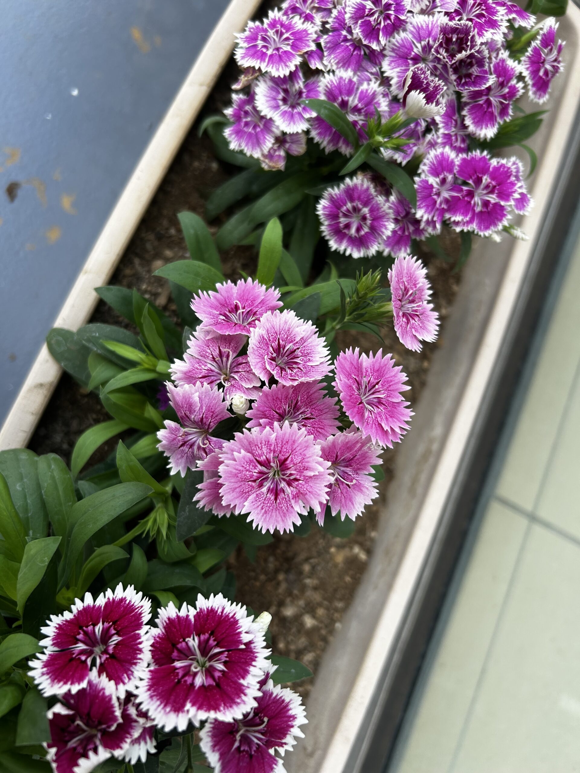 8月のお花交換